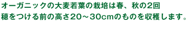 オーガニックの大麦若葉の栽培は春、秋の2回穂をつける前の高さ20~30cmのものを収穫します。